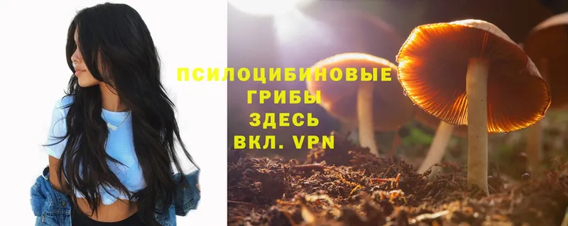 МЕГА ССЫЛКА  Ногинск  Псилоцибиновые грибы MAGIC MUSHROOMS 